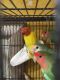 Lovebird Birds for sale in Bradenton, FL 34202, USA. price: $55