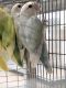 Lovebird Birds for sale in Hacienda Heights, CA 91745, USA. price: NA