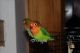 Lovebird Birds for sale in New York, NY, USA. price: NA