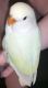 Lovebird Birds for sale in Indianapolis, IN, USA. price: NA