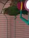 Lovebird Birds for sale in Queens, NY, USA. price: NA