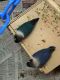 Lovebird Birds for sale in Marietta, PA 17547, USA. price: NA