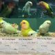 Lovebird Birds for sale in Abilene, KS 67410, USA. price: NA