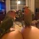 Lovebird Birds for sale in Inver Grove Heights, MN, USA. price: $60