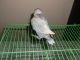 Lovebird Birds for sale in Anderson, SC, USA. price: NA