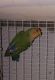 Lovebird Birds for sale in Cleveland, OH 44102, USA. price: NA