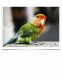 Lovebird Birds for sale in Vancouver, WA, USA. price: NA