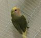 Lovebird Birds for sale in New York, NY, USA. price: $50