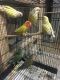 Lovebird Birds for sale in Sterling Heights, MI, USA. price: NA
