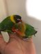 Lovebird Birds for sale in Visalia, CA, USA. price: NA