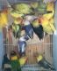 Lovebird Birds for sale in Staten Island, NY, USA. price: NA