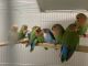 Lovebird Birds for sale in Louisville, KY, USA. price: NA