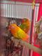 Lovebird Birds for sale in Puxico, MO 63960, USA. price: $400