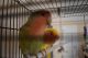 Lovebird Birds for sale in Smithfield, RI 02917, USA. price: $50