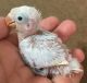Lovebird Birds for sale in Staten Island, NY, USA. price: $150