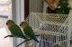 Lovebird Birds for sale in Jersey Shore, PA 17740, USA. price: NA