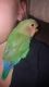 Lovebird Birds for sale in Jersey Shore, PA 17740, USA. price: $140
