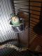 Lovebird Birds for sale in Goodyear, AZ, USA. price: NA