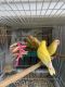 Lovebird Birds for sale in Louisville, KY, USA. price: $50