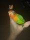 Lovebird Birds for sale in Rainbow City, AL, USA. price: NA
