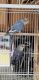 Lovebird Birds for sale in Bell Gardens, CA 90201, USA. price: $140