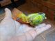 Lovebird Birds for sale in Monroe, GA, USA. price: NA