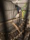 Lovebird Birds for sale in Newport News, VA, USA. price: $120