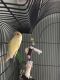 Lovebird Birds for sale in Standish, ME, USA. price: NA