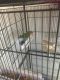 Lovebird Birds for sale in Hammond, IN, USA. price: NA