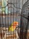 Lovebird Birds for sale in Terre Haute, IN, USA. price: NA