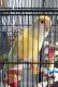 Lovebird Birds for sale in Kannapolis, NC, USA. price: NA