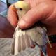 Lovebird Birds for sale in Middletown, PA 17057, USA. price: NA