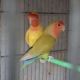 Lovebird Birds for sale in Florida City, FL, USA. price: $700