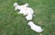 Lucas Terrier Puppies