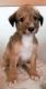 Lurcher Puppies for sale in Phoenix, AZ, USA. price: NA
