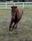 Lusitano Horses for sale in Bedford, NY 10506, USA. price: $7,500