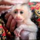Macaque Animals for sale in Ithaca, NY, USA. price: NA