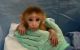 Macaque Animals for sale in Florence, KY, USA. price: $1,100