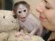 Macaque Animals for sale in California City, CA, USA. price: NA