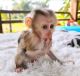 Macaque Animals for sale in Chicago, IL, USA. price: $1,700