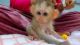Macaque Animals for sale in Chicago, IL, USA. price: $1,400
