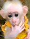 Macaque Animals for sale in Chicago, IL, USA. price: $1,000