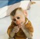Macaque Animals for sale in Gary, IN, USA. price: $5,000