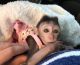 Macaque Animals for sale in Del Rey Oaks, CA 93940, USA. price: NA