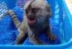 Macaque Animals for sale in Montreat, NC, USA. price: $2,500