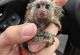 Macaque Animals for sale in Austral NSW 2179, Australia. price: NA