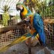 Macaw Birds for sale in Charlottesville, VA, USA. price: NA