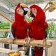 Macaw Birds for sale in Chesterfield, MO, USA. price: NA