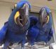 Macaw Birds for sale in Boston, MA, USA. price: $5,000