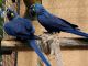 Macaw Birds for sale in Milwaukee, WI, USA. price: NA